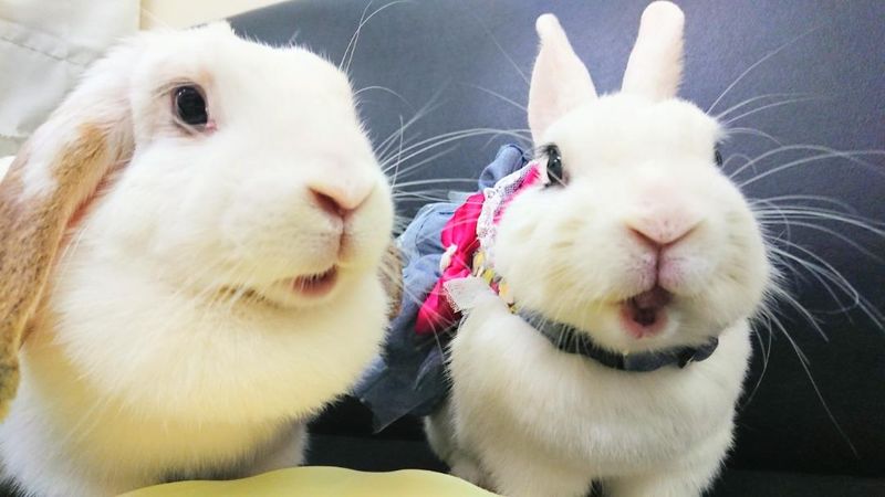 うさびびのアルバイト・バイト求人情報-04