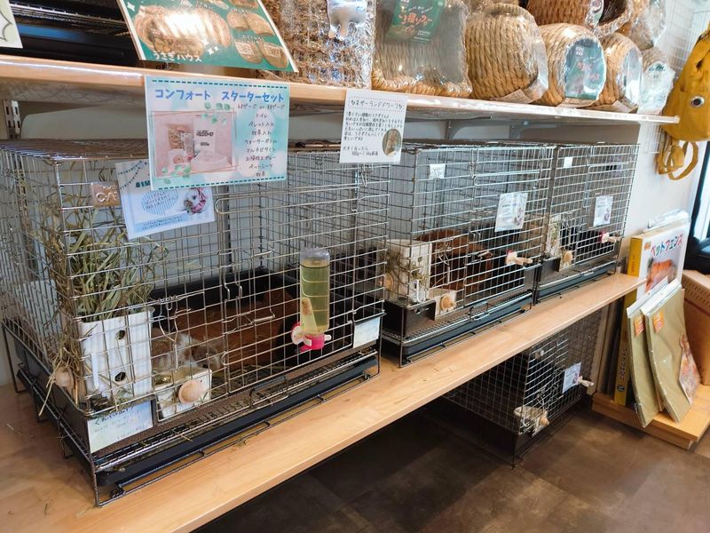 うさぎ専門店　Rabbit-Ruru　奈良学園前店のアルバイト・バイト求人情報-05