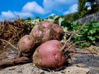 西日本日紅株式会社の求人・転職情報