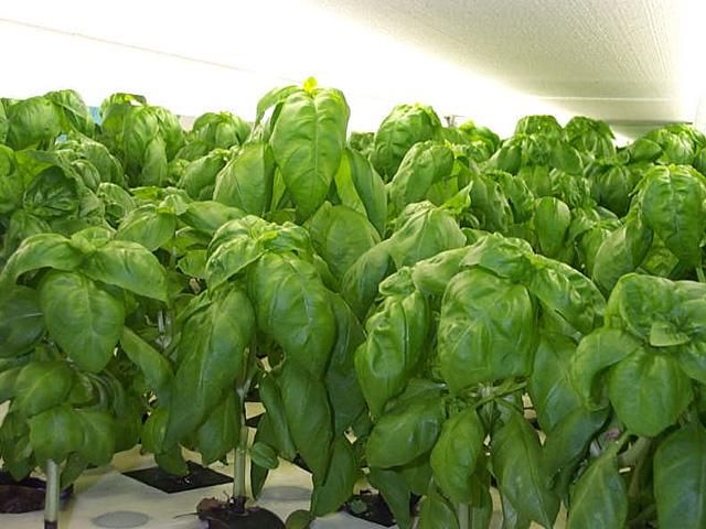 有限会社アーバンファーム　柏工場のアルバイト・バイト求人情報-03