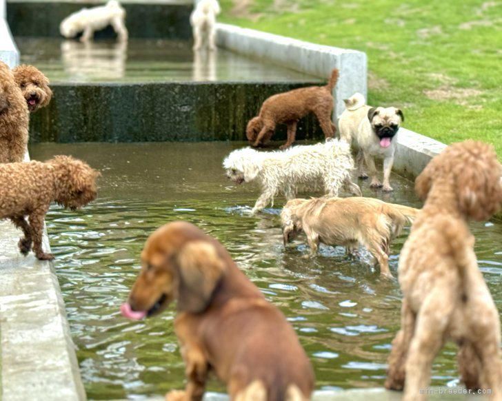 犬の家　滋賀パピーセンター(株式会社犬の家)の求人情報