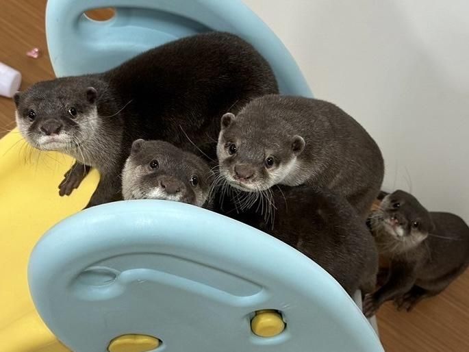 コツメイトの求人・転職情報