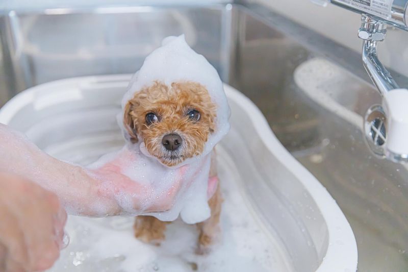 THE DOG Salon 世田谷のアルバイト・バイト求人情報-05
