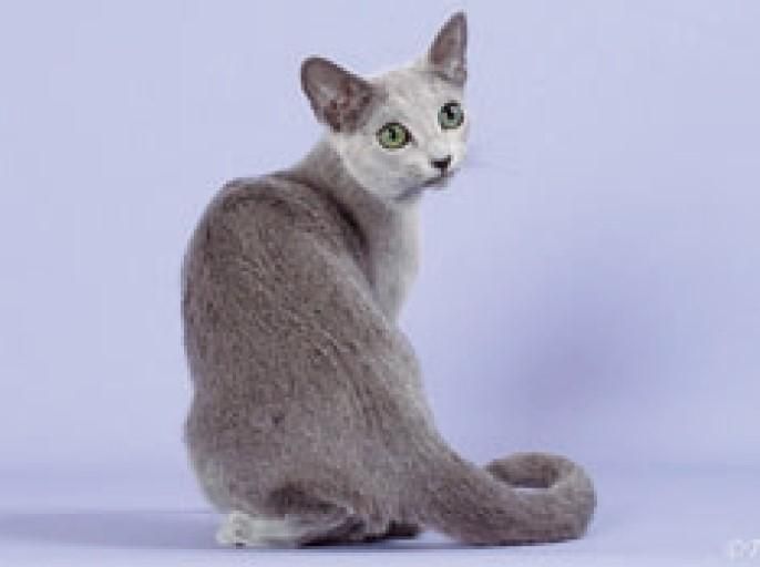 株式会社キャットハウスみゅーみゅーの求人・転職情報