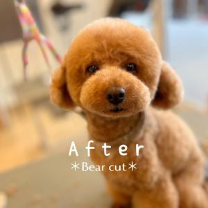 DCM大洲店　動物の森のアルバイト・バイト求人情報-05