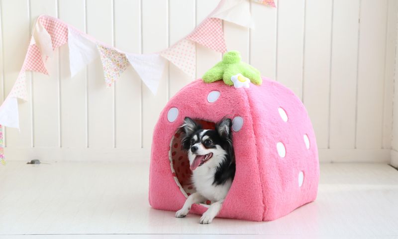 吉祥寺ペットパラダイスのアルバイト・バイト求人情報-03