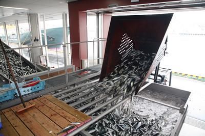 株式会社唐津魚市場の求人・転職情報