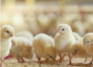 合同会社丹下ファームの求人・転職情報