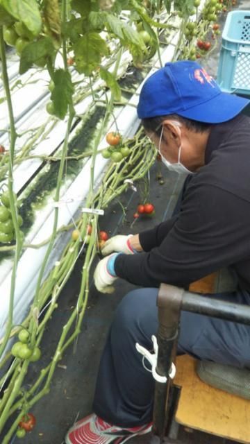 平和堂ファーム/堤圃場のアルバイト・バイト求人情報-15