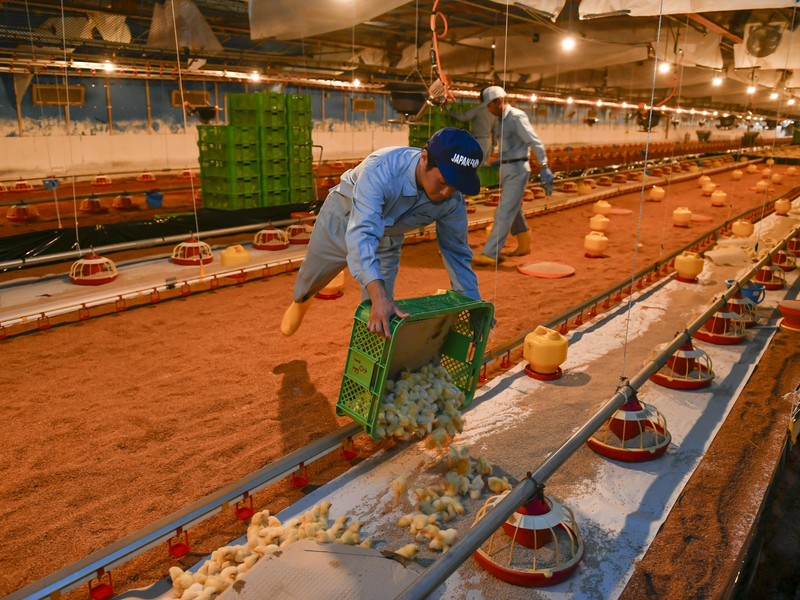 株式会社ジャパンファーム