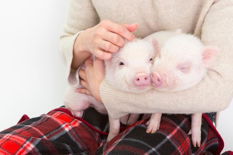 mipig cafe イオンモール福岡店(株式会社Hooome)のアルバイト・バイト求人情報-03