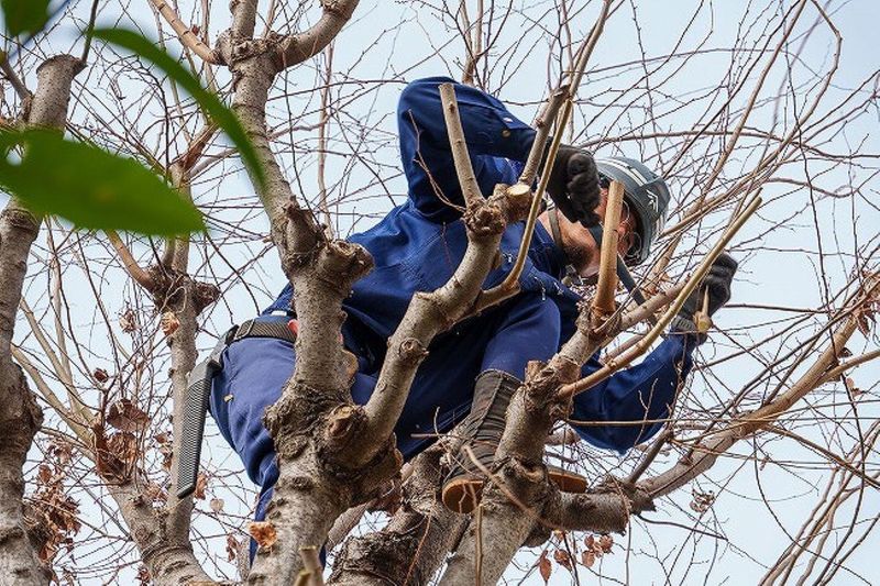 株式会社笹山植木のアルバイト・バイト求人情報-05