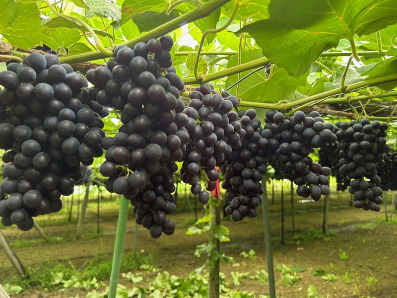 オキ・ファームのアルバイト・バイト求人情報-05