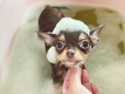 Pet's Salonパレハ 大橋店のアルバイト・バイト求人情報-05