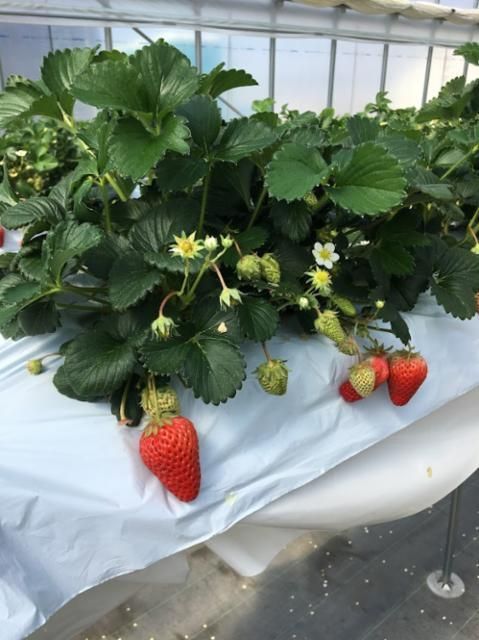 平和堂ファーム/堤圃場のアルバイト・バイト求人情報-02