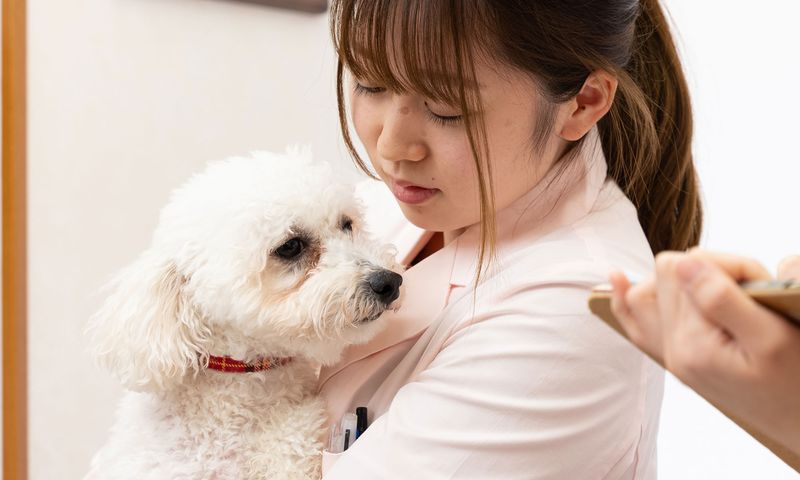 しろうま動物病院のアルバイト・バイト求人情報-02