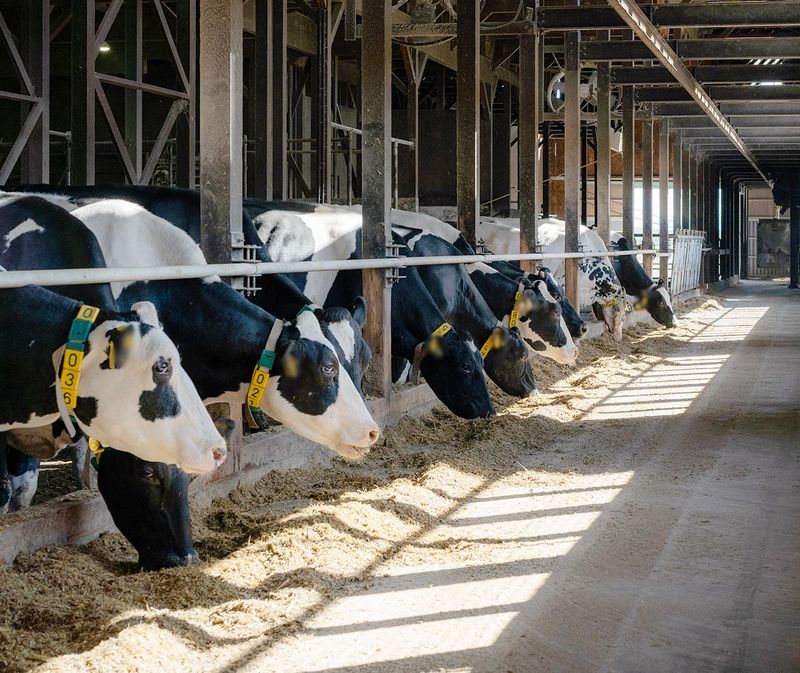 株式会社秋葉牧場の求人・転職情報