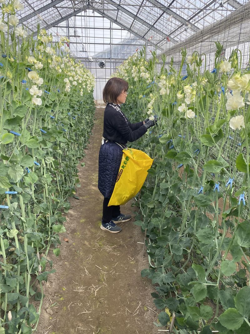 株式会社カクタ花農場のアルバイト・バイト求人情報-02