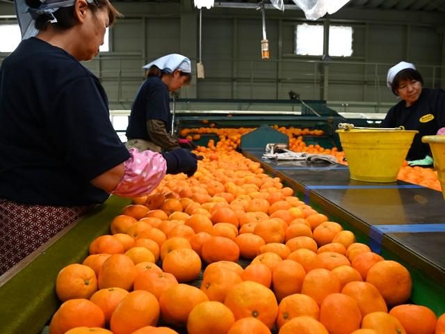 駿遠運送　浜松支店の求人情報