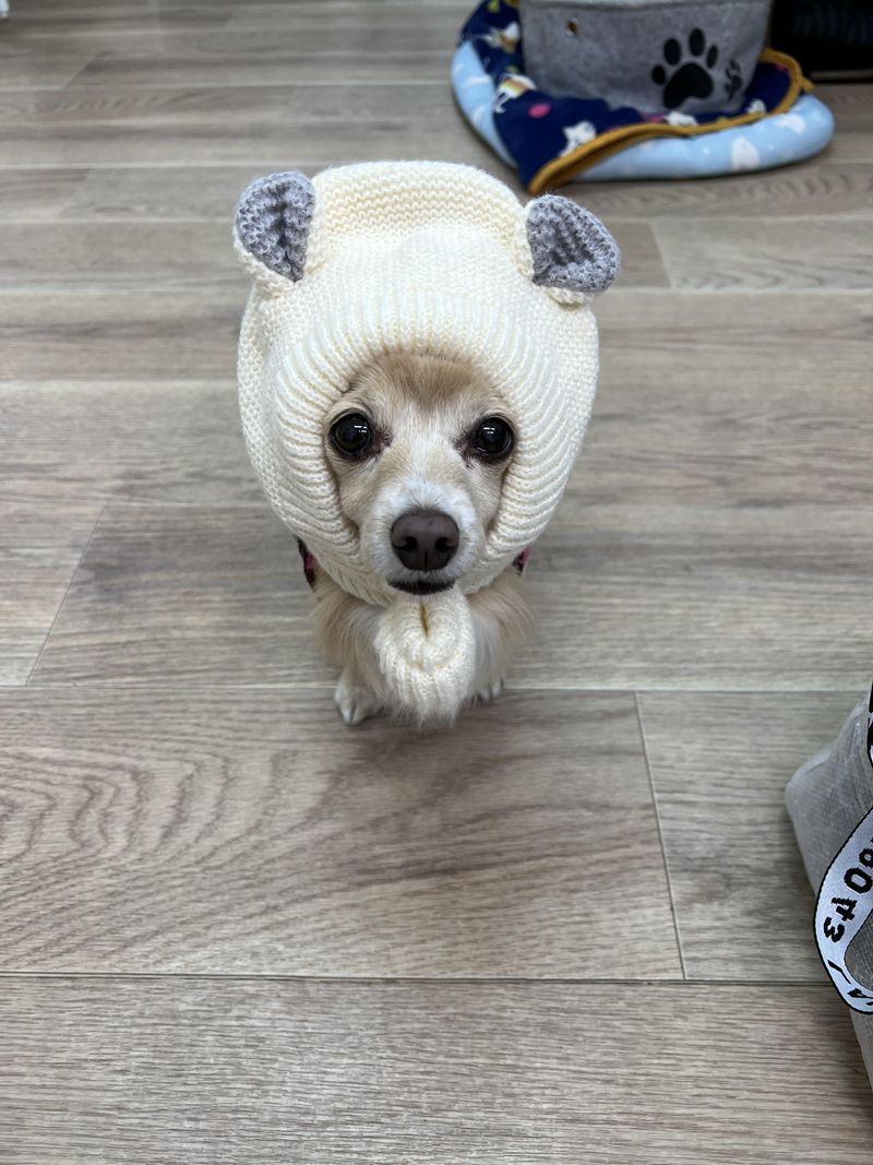 DogSalon againのアルバイト・バイト求人情報-05