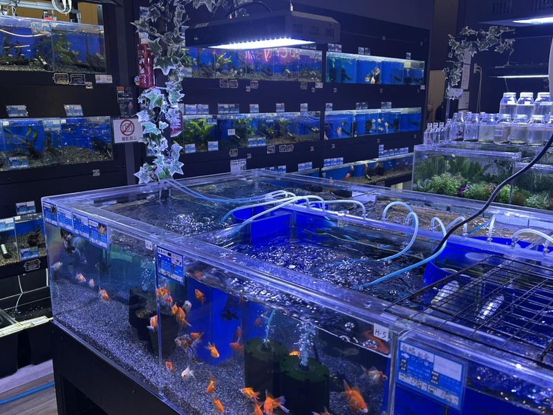 ミッキーアンドゴン　ペットプラザ京葉船橋インター店(鳥・小動物・アクアコーナー)のアルバイト・バイト求人情報-05