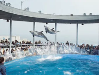 水族館「うみたまご」の派遣求人情報