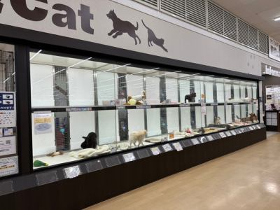 DCM朝生田店　動物の森のアルバイト・バイト求人情報-04