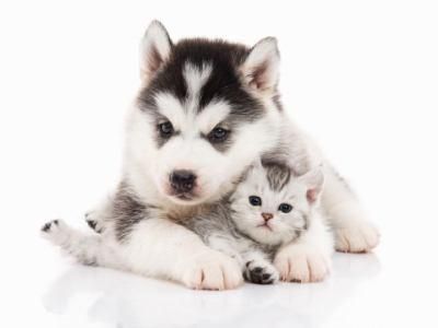 株式会社ドッグズホームの求人・転職情報