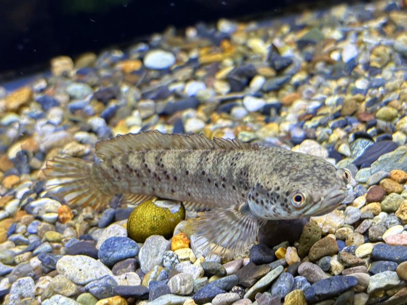 手取フィッシュランド　福井店のアルバイト・バイト求人情報-05