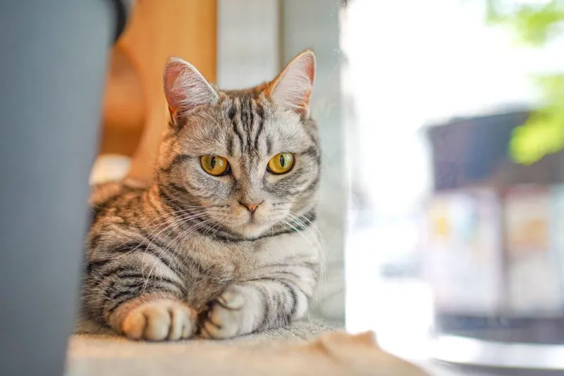 Cat Café MOFF ヨドバシAkiba店のアルバイト・バイト求人情報-03