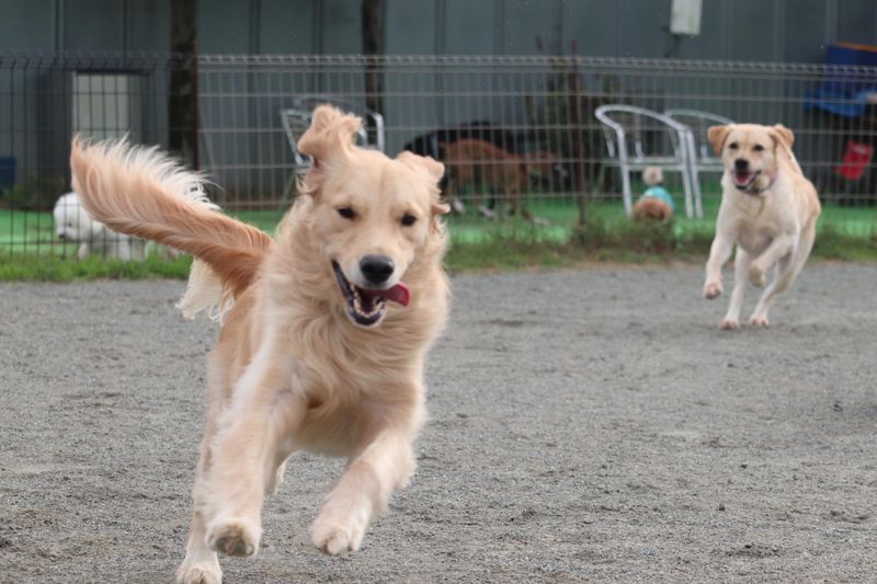 犬の保育園　FIELD Uのアルバイト・バイト求人情報-04