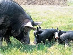 南州農場株式会社高山ミートセンターのアルバイト・バイト求人情報-05