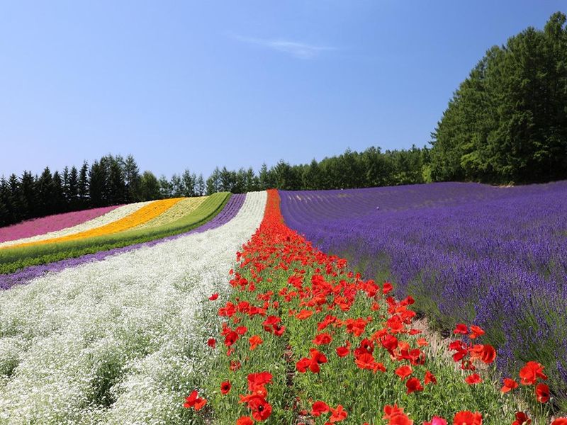 有限会社ファーム富田の求人・転職情報