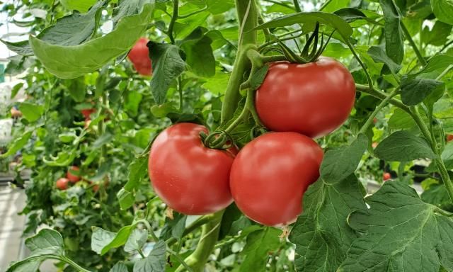 Tファームいしい株式会社