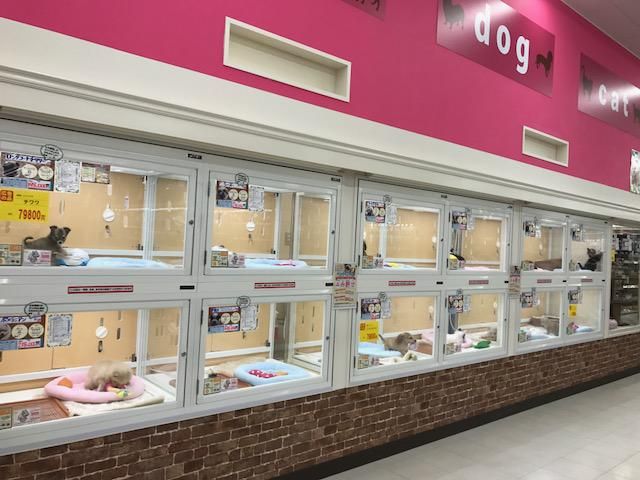 ペットプラザ 三鷹店のアルバイト・バイト求人情報-03