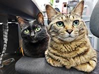 株式会社ジャパンペットセレモニー-0001の求人・転職情報