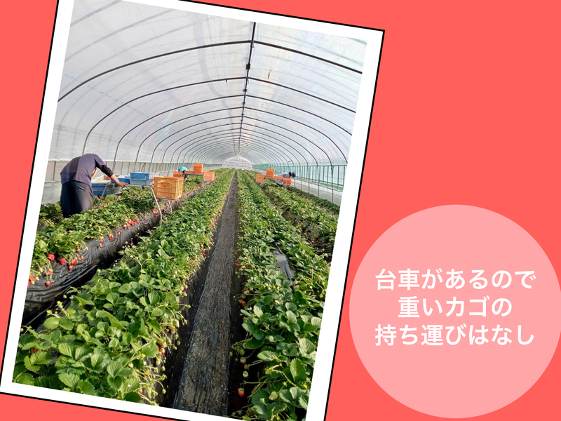 渡辺いちご農園のアルバイト・バイト求人情報-03
