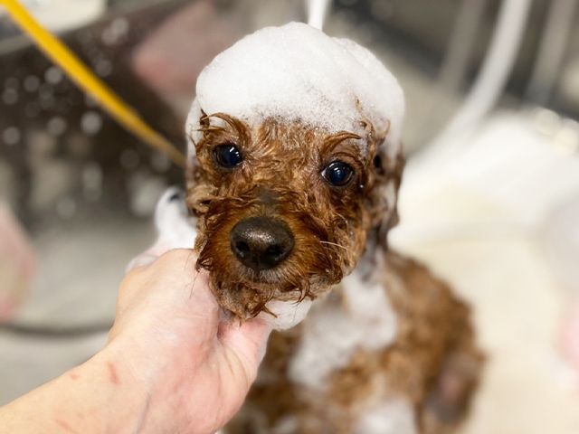 ワンニャンじゃんぐるのアルバイト・バイト求人情報