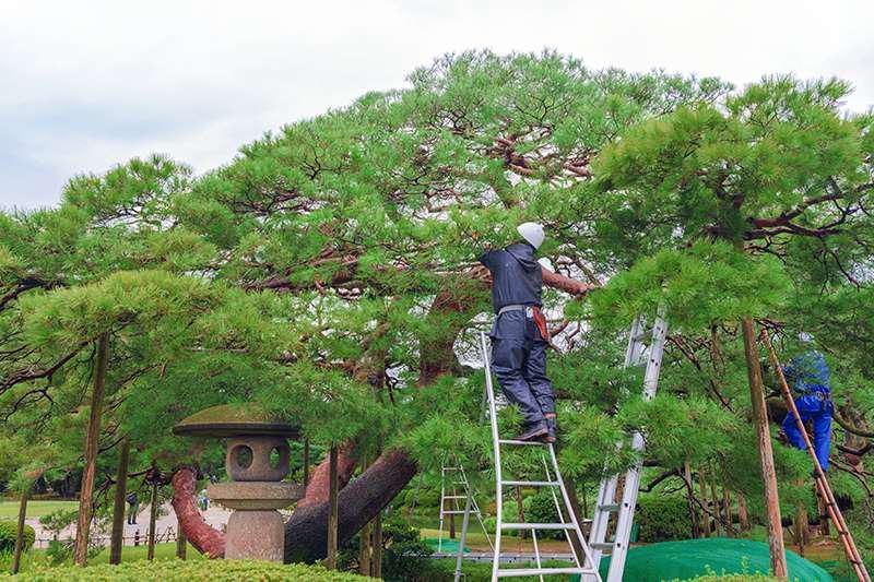 株式会社新樹緑化のアルバイト・バイト求人情報-05