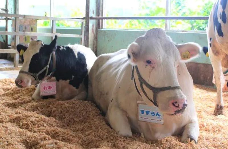 成田ゆめ牧場　Cows Stand 酒々井PA(上り)店のアルバイト・バイト求人情報-05