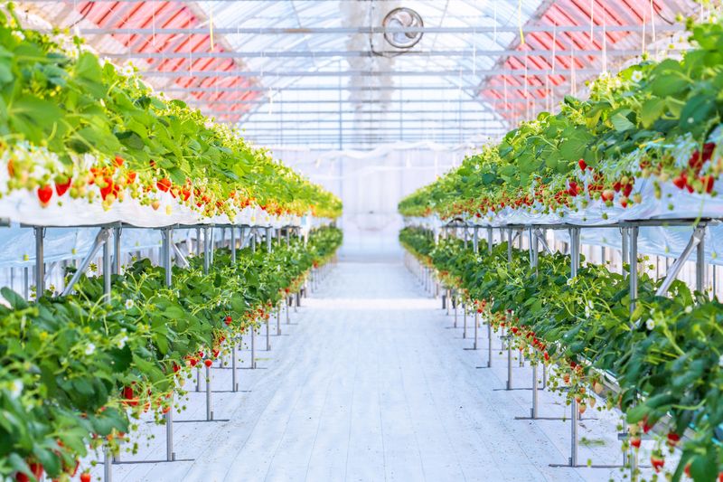 株式会社紀之国屋のぐるめの派遣求人情報