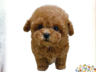 Dog & Heartのアルバイト・バイト求人情報-02