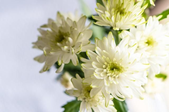 株式会社氷川花壇　白岡店のアルバイト・バイト求人情報-05