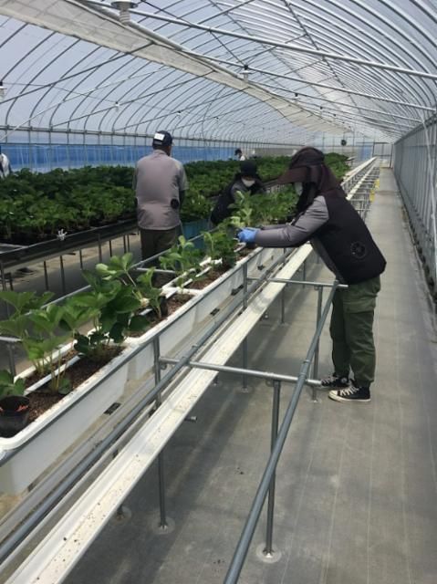 平和堂ファーム/堤圃場のアルバイト・バイト求人情報-03