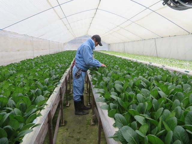 一冨士フードサービス株式会社 ≪イフスコ名張ファーム≫