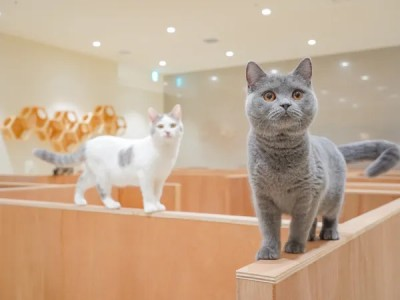 Cat Café MOFF ららぽーと安城店