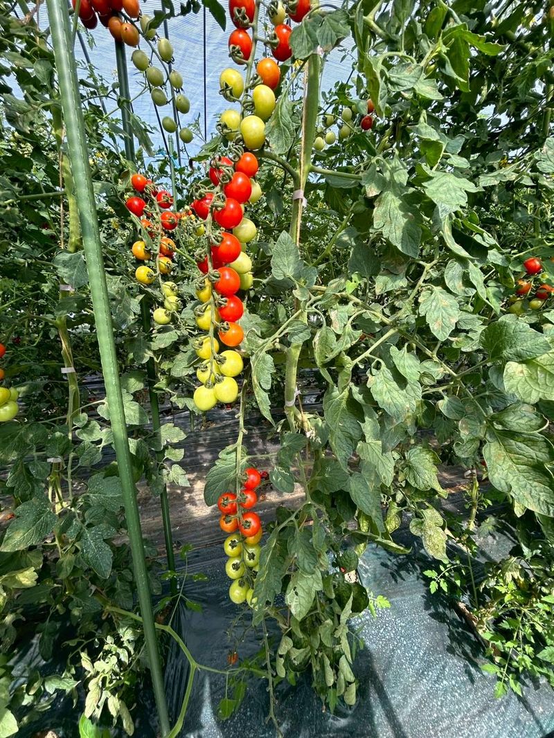 株式会社オキ・ホールディングスの求人・転職情報