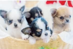 チワワ専門犬舎　スカイピア