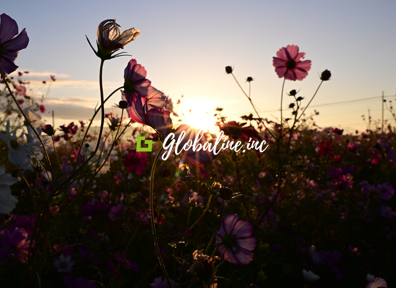 株式会社グローバライン 本社オフィスのアルバイト・バイト求人情報-03