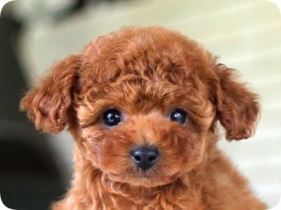 Pet's Salonパレハ 本店のアルバイト・バイト求人情報-05